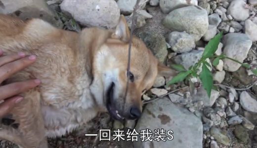 中华田园犬老友再聚首，相约河边游，却被阿黄这货扫了兴致！