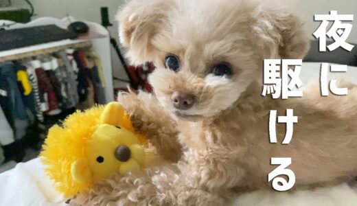 夜に駆ける！犬が夜遊びを覚えて寝不足です【トイプードル】