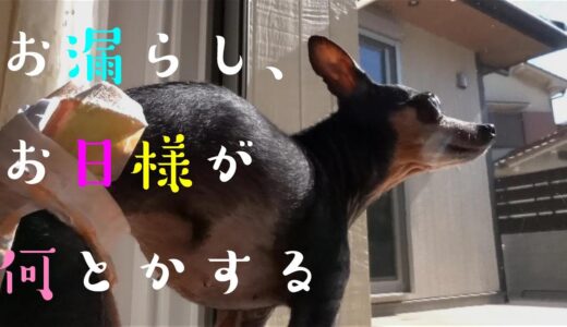 シニア犬が一瞬の隙にカーペットお漏らし😭天気は良いけど間に合うかな💕　235話