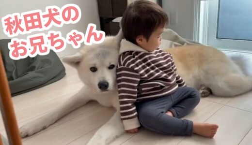 小さな弟を、大きな身体と心で見守る秋田犬さん♡