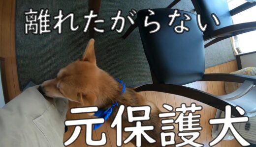 ずっと後をついて来る寂しがり屋の元保護犬