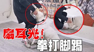 训犬师对着拉布拉多拳打脚踢，还对着狗脸轮番扇巴掌，是训犬还是虐犬？！【犬道app】