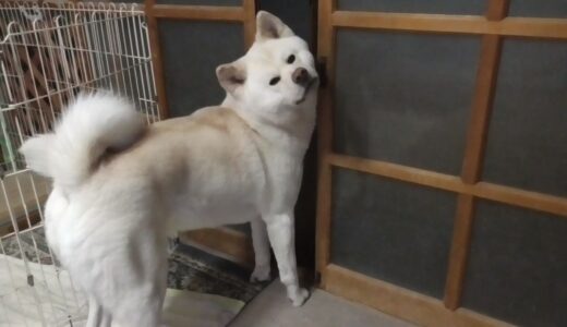 【秋田犬ゆうき】今回の地震は大きかったので飼い主を放置して逃げようとする【akita dog】