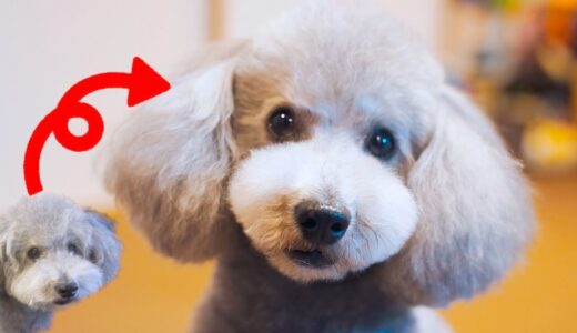 🐶トリミングでおじいちゃんから美少年?に仰天チェンジしたトイプードル【犬】