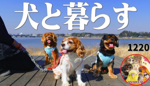 住宅街で犬の散歩できなくなりましたvlog｜キャバリアキングチャールズスパニエル・あんぽんたん1220