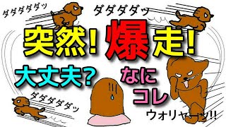 【犬 しつけ】何で？突然狂ったように走り出す！理由と対応！新遠藤エマチャンネル【犬のしつけ＠横浜】