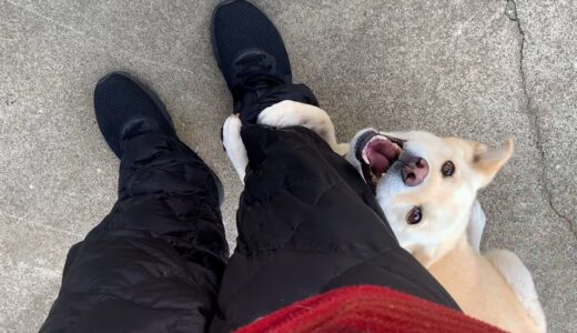 しがみつく白い犬と自分の基地で丸くなる猫