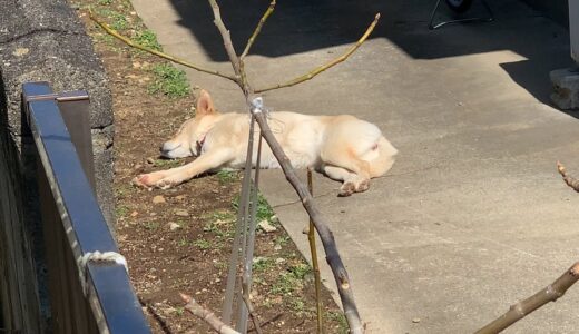 お昼寝してる白い犬と猫