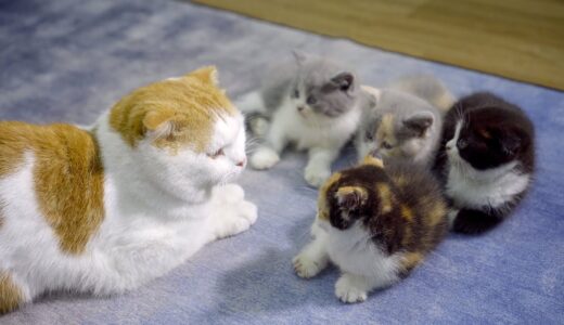 ハスキー犬を自分の父だと思っちゃった子猫が本当の父猫に会ったら、こうなります