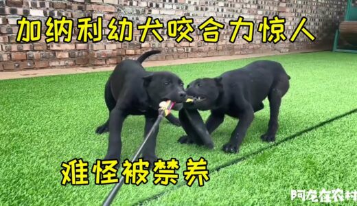 国内少见的犬种，2个月咬合力如此惊人，难怪被许多国家禁养