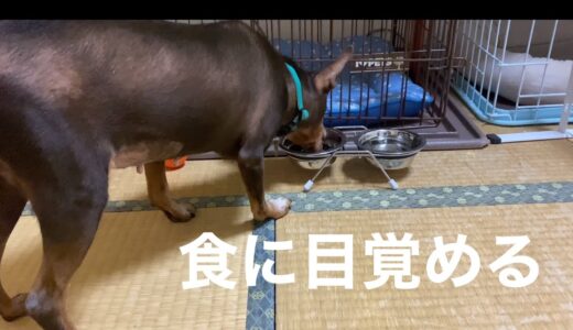 【保護犬】ご飯の食いつきが変わり甘えるようになった保護犬♯2