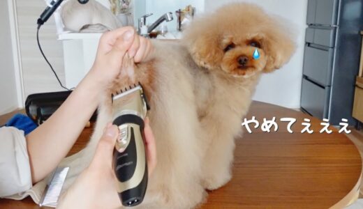 う○ちぶら下げ犬のケツ毛密林をバリカンで刈り散らかしました【トイプードル】