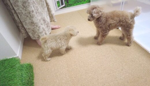 【どうなる？】トイプードルの先住犬と子犬が家の中で初対面しました！