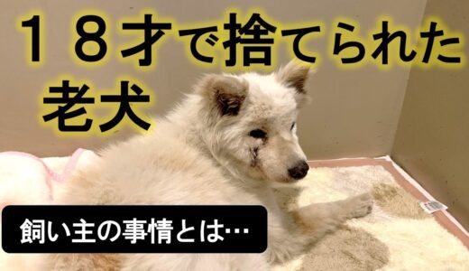 【動くブログ】愛護センターに持ち込まれた老犬の事情