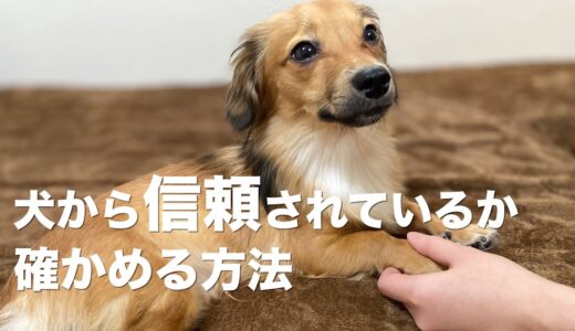 犬から信頼されているか確かめる方法