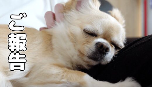 ご報告があります【犬】【チワワ】