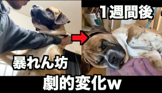 保護犬ロイくん経過報告