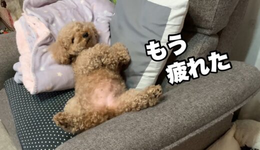 掘り掘りを教える先輩犬だが後輩犬のほうが凄かった笑 トイプードル/マルプー