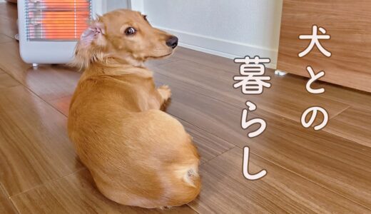 【ミニチュアダックスフンド】毎日が癒しの犬との暮らし