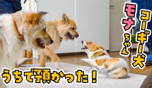 コーギー犬モナちゃんを預かることになりました