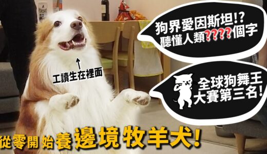 【從零開始養】邊境牧羊犬!狗界愛因斯坦!可以聽懂人類多少字?狗界舞王第三名!【許伯簡芝】Border Collie