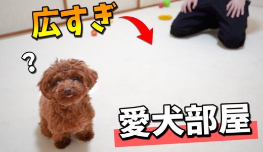 親バカすぎて『犬専用の部屋』を作ってしまいました。【ティーカッププードル】【トイプードル】