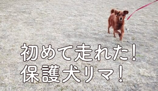 保護犬リマが初めて走った〜！【Day56】