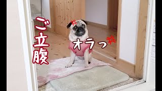 またもや風呂でぶちキレるパグ犬ぷぅPug