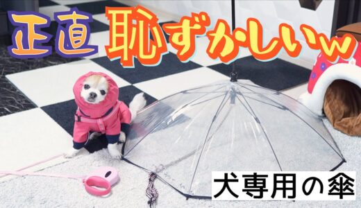 みんなに笑われますが老犬チワワが快適に散歩出来る犬専用の傘はこちら！