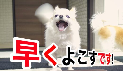 あれが貰えると分かった瞬間我を失う老犬チワワと妹チワワｗｗｗ