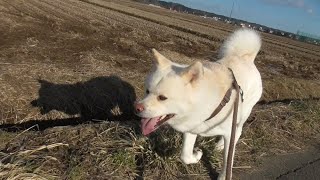 【秋田犬ゆうき】フェイントされようが飼い主との競争で負ける要素は１ミリも無い【akita dog】