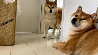 犬語で煽られる柴犬。