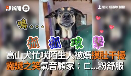 高山犬狂吠陌生人結果被媽摸肚干擾…漸漸露謎之微笑~氣音顧家：ㄈ…粉舒服❤｜守衛家園｜警覺心｜精選影片