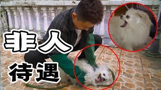 训犬师刚碰博美就被狠咬一口，盛怒之下竟用这招“折磨”这疯狗【犬道app】