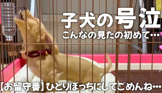 子犬のお留守番【隠し撮り】飼い主の知らない所で大号泣してました。