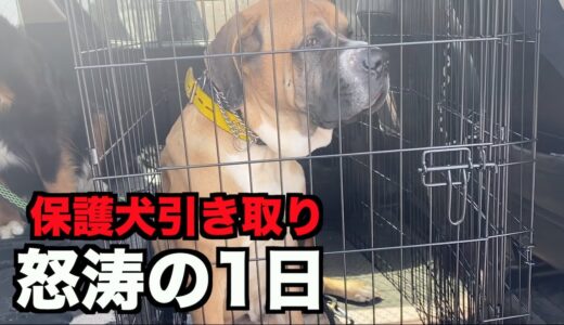 保護犬を引き取りに行った1日