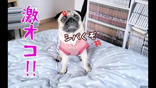 寝起きから本気でブチギレる激おこプンプンのパグ犬ぷぅPug