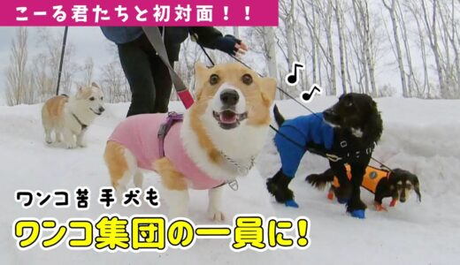 犬見知りだけど一緒におさんぽ出来ました！こーる君たちと初対面した結果