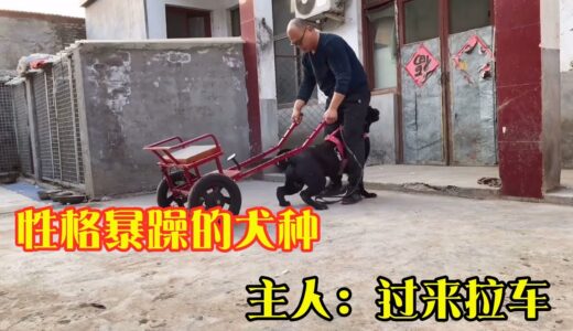 让世界上最狂暴的犬种拉车，你对结果意外吗？它会拉车吗