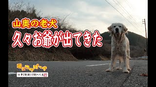 【犬】久々にお爺が出て来た！（山奥の老犬）