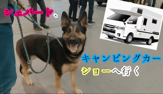 シェパード犬、キャンピングカーショーへ行く【German Shepherd】 My Dog Visited To The Motor Home Show In Osaka!