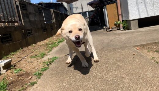 体当たりしてくれる白い犬と夢の中の猫