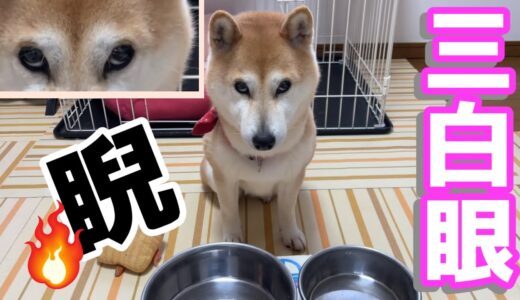 【犬の三白眼】もっとちょうだい！器を見て睨む柴犬小春