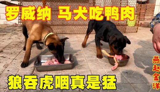 罗威纳 马犬第一次吃生肉，狼吞虎咽吃完就抢，主人看的惊呆啦