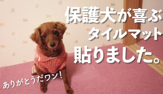 保護犬、はじめてのDIY現場監督【サンコーさんありがとう】