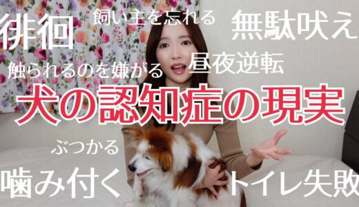 《大反響》知ってほしい！これが犬の認知症の現実です