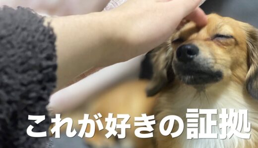 犬が好意を持っている人に見せる行動【犬 しぐさ 意味 犬との生活】