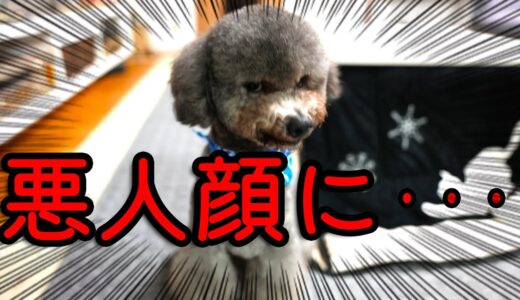 保護犬トイプードルがトリミングで別犬に！悪い顔に？　ハスキー犬とトイプードル