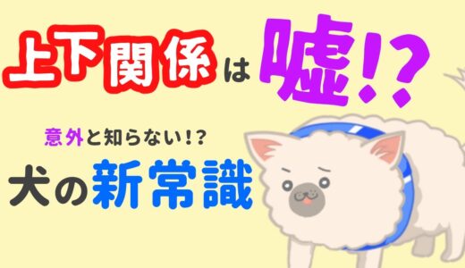 犬の上下関係は嘘!?意外と知らない犬の新常識！