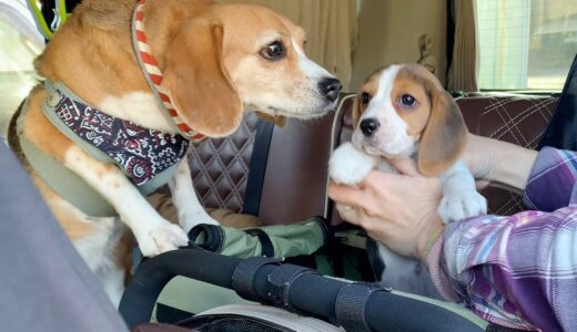 【子犬お迎え当日】先住犬ビーグルと生後2か月の子犬が初対面【多頭飼い】